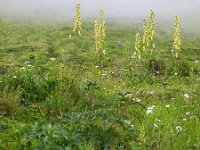 Aconitum lycoctonum 15, Gele monnikskap, Saxifraga-Ed Stikvoort