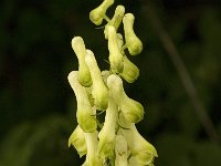 Aconitum lycoctonum ssp vulparia 1, Gele monnikskap, Saxifraga-Jan van der Straaten