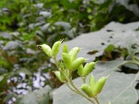 Aconitum lycoctonum ssp vulparia 10, Gele monnikskap, Saxifraga-Rutger Barendse