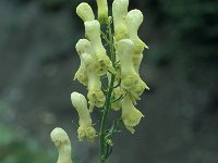 Aconitum lycoctonum ssp vulparia 24, Gele monnikskap, Saxifraga-Jan van der Straaten