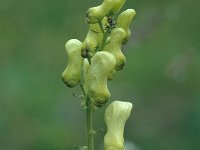 Aconitum lycoctonum ssp vulparia 25, Gele monnikskap, Saxifraga-Jan van der Straaten