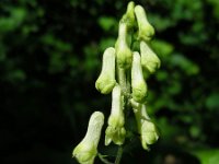 Aconitum lycoctonum 16, Gele monnikskap, Saxifraga-Ed Stikvoort