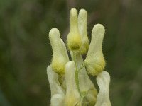 Aconitum lycoctonum ssp neapolitanum 12, Gele monnikskap, Saxifraga-Willem van Kruijsbergen