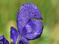 Aconitum napellus 27, Blauwe monnikskap, Saxifraga-Sonja Bouwman  Blauwe monnikskap - Aconitum napellus - Ranunculaceae familie