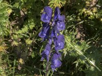 Aconitum napellus 32, Blauwe monnikskap, Saxifraga-Willem van Kruijsbergen