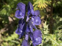 Aconitum napellus 34, Blauwe monnikskap, Saxifraga-Willem van Kruijsbergen