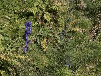 Aconitum napellus 36, Blauwe monnikskap, Saxifraga-Willem van Kruijsbergen