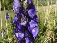 Aconitum napellus 9, Blauwe monnikskap, Saxifraga-Jasenka Topic
