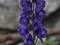 Aconitum napellus ssp tauricum 26, Saxifraga-Harry Jans