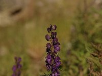 Aconitum napellus 10, Blauwe monnikskap, Saxifraga-Bas Klaver