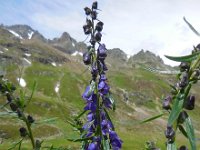 Aconitum napellus 11, Blauwe monnikskap, Saxifraga-Ed Stikvoort