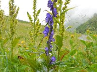 Aconitum napellus 12, Blauwe monnikskap, Saxifraga-Ed Stikvoort