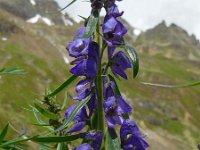 Aconitum napellus 14, Blauwe monnikskap, Saxifraga-Ed Stikvoort