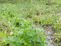 Aconitum napellus 15, Blauwe monnikskap, Saxifraga-Rutger Barendse