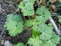 Aconitum napellus 16, Blauwe monnikskap, Saxifraga-Rutger Barendse