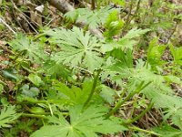 Aconitum napellus 17, Blauwe monnikskap, Saxifraga-Rutger Barendse