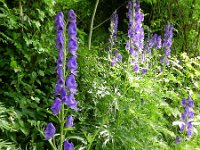 Aconitum napellus 18, Blauwe monnikskap, Saxifraga-Rutger Barendse