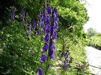 Aconitum napellus 19, Blauwe monnikskap, Saxifraga-Rutger Barendse