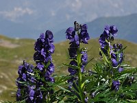 Aconitum napellus 22, Blauwe monnikskap, Saxifraga-Harry Jans