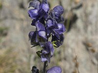 Aconitum napellus 30, Blauwe monnikskap, Saxifraga-Willem van Kruijsbergen