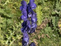 Aconitum napellus 31, Blauwe monnikskap, Saxifraga-Willem van Kruijsbergen