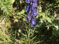 Aconitum napellus 33, Blauwe monnikskap, Saxifraga-Willem van Kruijsbergen