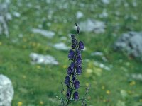 Aconitum napellus 38, Blauwe monnikskap, Saxifraga-Jan van der Straaten