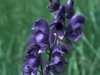 Aconitum napellus 8, Blauwe monnikskap, Saxifraga-Jan van der Straaten