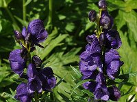 Aconitum napellus ssp tauricum 21, Saxifraga-Harry Jans