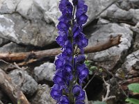 Aconitum napellus ssp tauricum 25, Saxifraga-Harry Jans