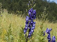 Aconitum napellus ssp vulgare 1, Saxifraga-Marijke Verhagen