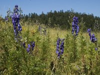 Aconitum napellus ssp vulgare 2, Saxifraga-Marijke Verhagen