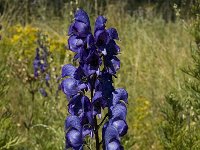 Aconitum napellus ssp vulgare 3, Saxifraga-Marijke Verhagen