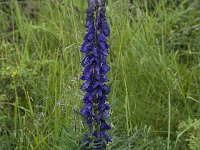 Aconitum napellus ssp vulgare 6, Saxifraga-Willem van Kruijsbergen