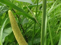 Acorus calamus 1, Kalmoes, Saxifraga-Rutger Barendse