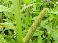 Acorus calamus 15, Kalmoes, Saxifraga-Rutger Barendse