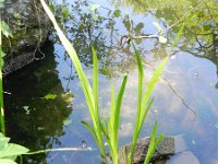 Acorus calamus 16, Kalmoes, Saxifraga-Rutger Barendse