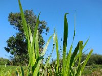 Acorus calamus 17, Kalmoes, Saxifraga-Ed Stikvoort