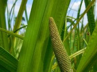 Acorus calamus 18, Kalmoes, Saxifraga-Ed Stikvoort