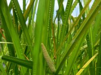 Acorus calamus 19, Kalmoes, Saxifraga-Ed Stikvoort