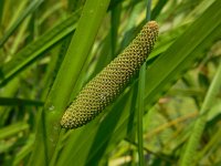 Acorus calamus 20, Kalmoes, Saxifraga-Ed Stikvoort