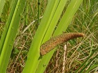 Acorus calamus 21, Kalmoes, Saxifraga-Hans Grotenhuis