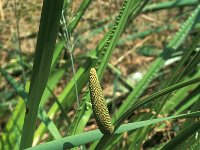 Acorus calamus 3, Kalmoes, Saxifraga-Jan van der Straaten