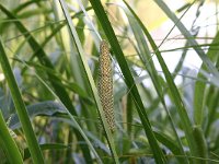 Acorus calamus 7, Kalmoes, Saxifraga-Hans Boll