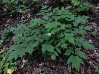 Actaea spicata 30, Christoffelkruid, Saxifraga-Ed Stikvoort