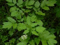 Actaea spicata 31, Christoffelkruid, Saxifraga-Ed Stikvoort