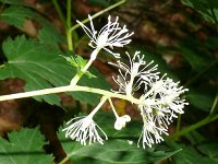 Actaea spicata 34, Christoffelkruid, Saxifraga-Hans Grotenhuis