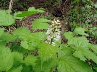 Actaea spicata 35, Christoffelkruid, Saxifraga-Hans Grotenhuis