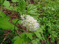 Actaea spicata 36, Christoffelkruid, Saxifraga-Hans Grotenhuis