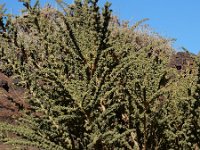 Adenocarpus viscosus 10, Saxifraga-Ed Stikvoort